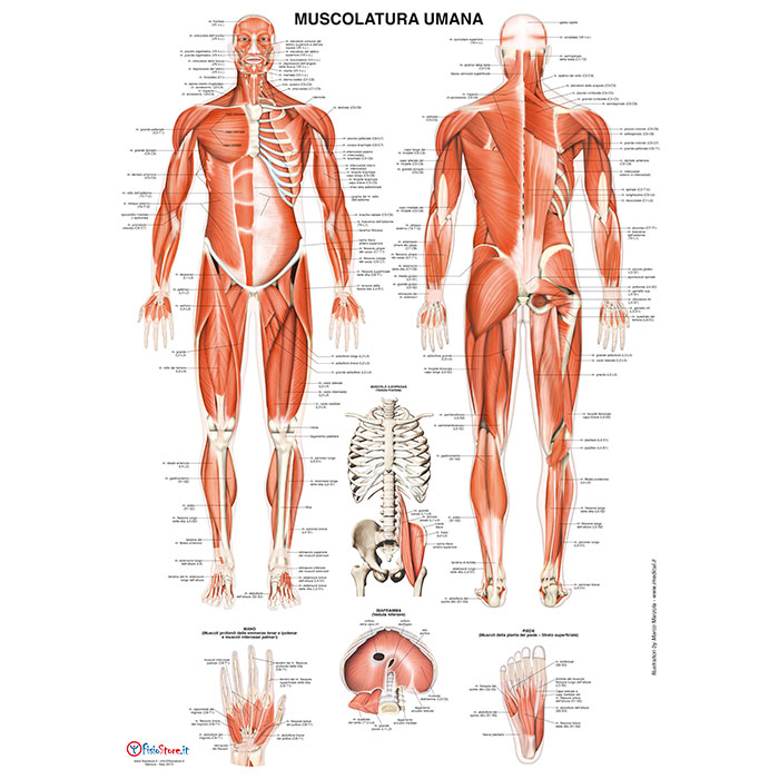 Set di poster anatomici per sistema muscolare e scheletrico