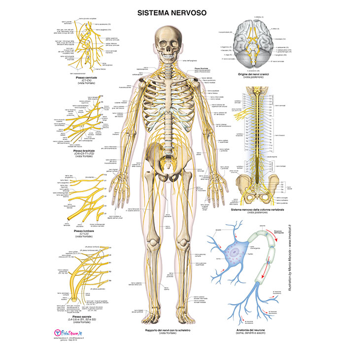 Poster del sistema nervoso