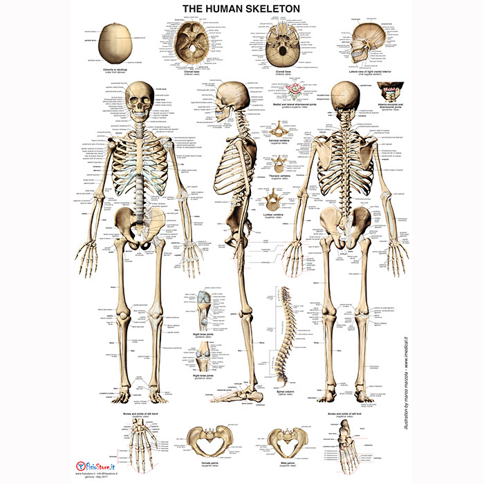 The human skeleton - Poster Anatomici - Attrezzi Fisioterapia